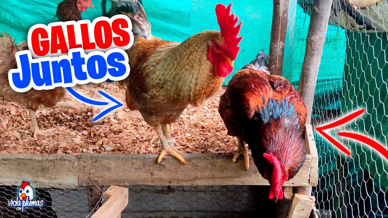Pueden convivir varios gallos en un gallinero
