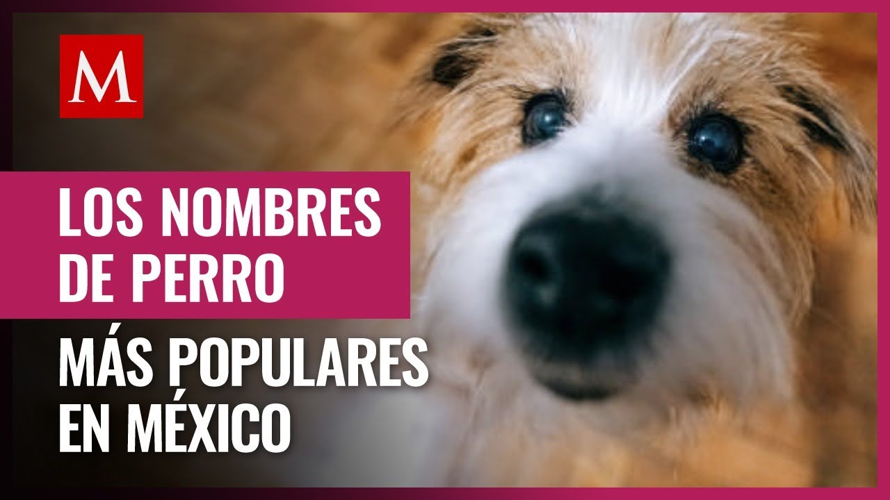 ¿Cuál es el nombre del grupo de perros?