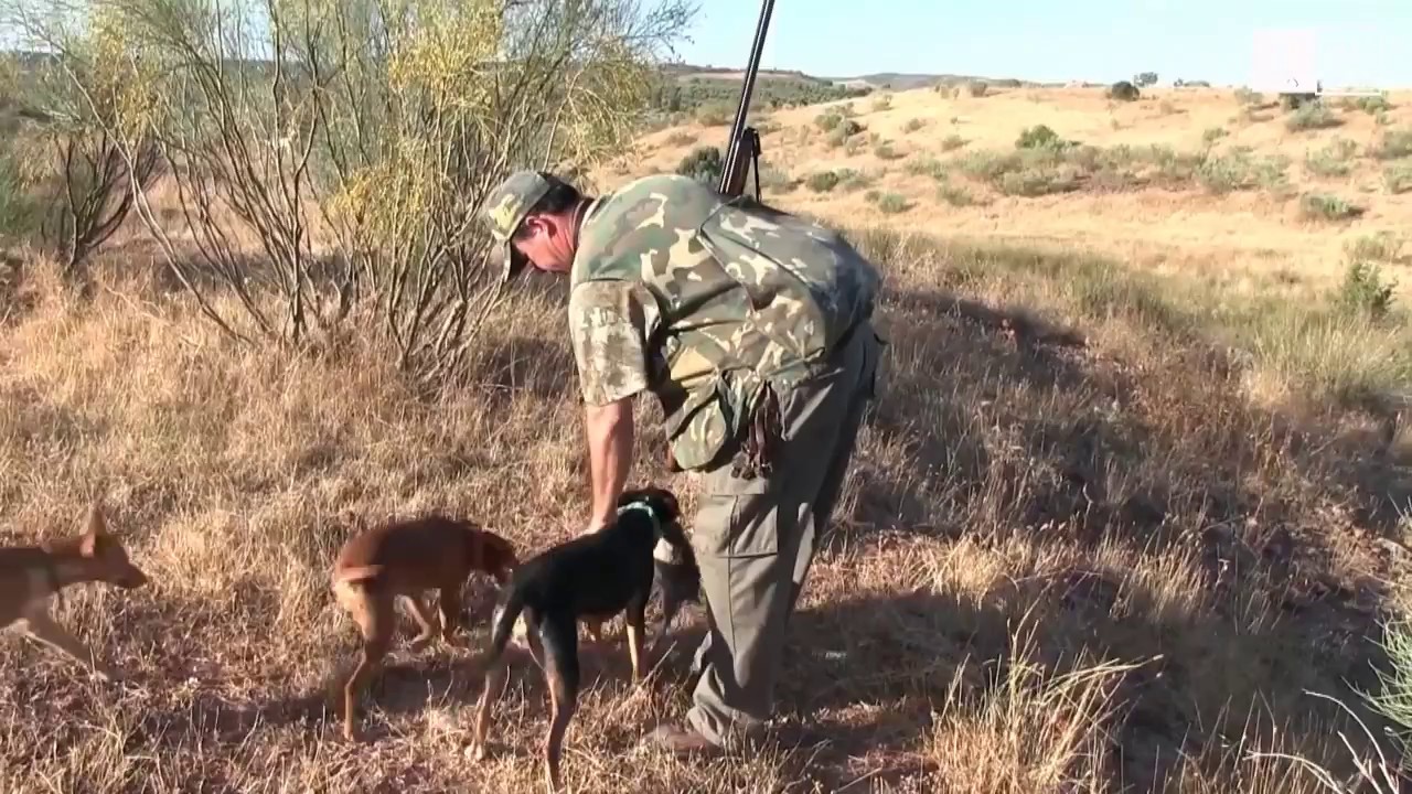 Compra de perros de caza en Ciudad Real