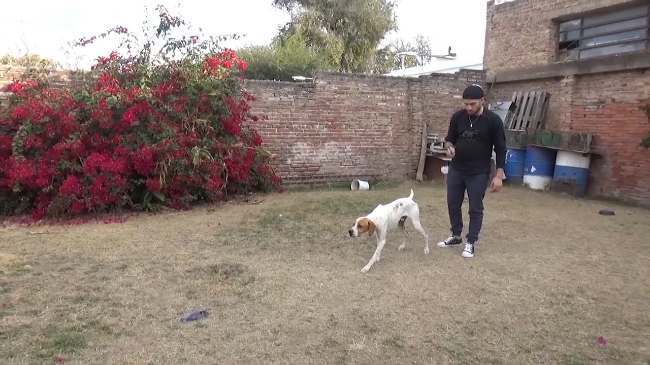 Dispositivos para entrenar perros de caza