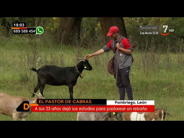 Venta de cabras en la comunidad autónoma de Castilla y León